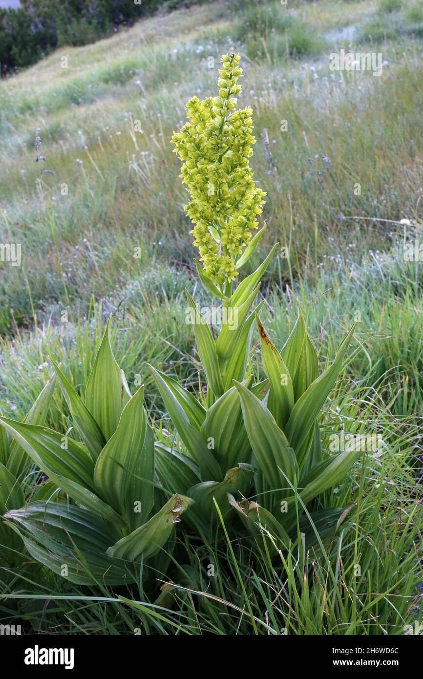 Veratrum lobelianum, Melanthiaceae. Wild plant shot in summer. Stock Photo