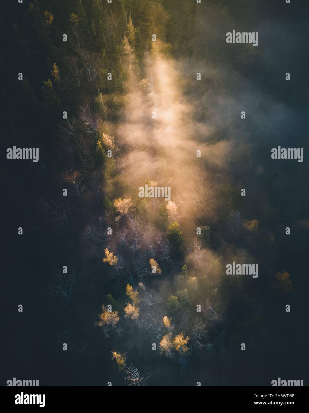 Calm moody forest in misty fog in the morning Stock Photo - Alamy