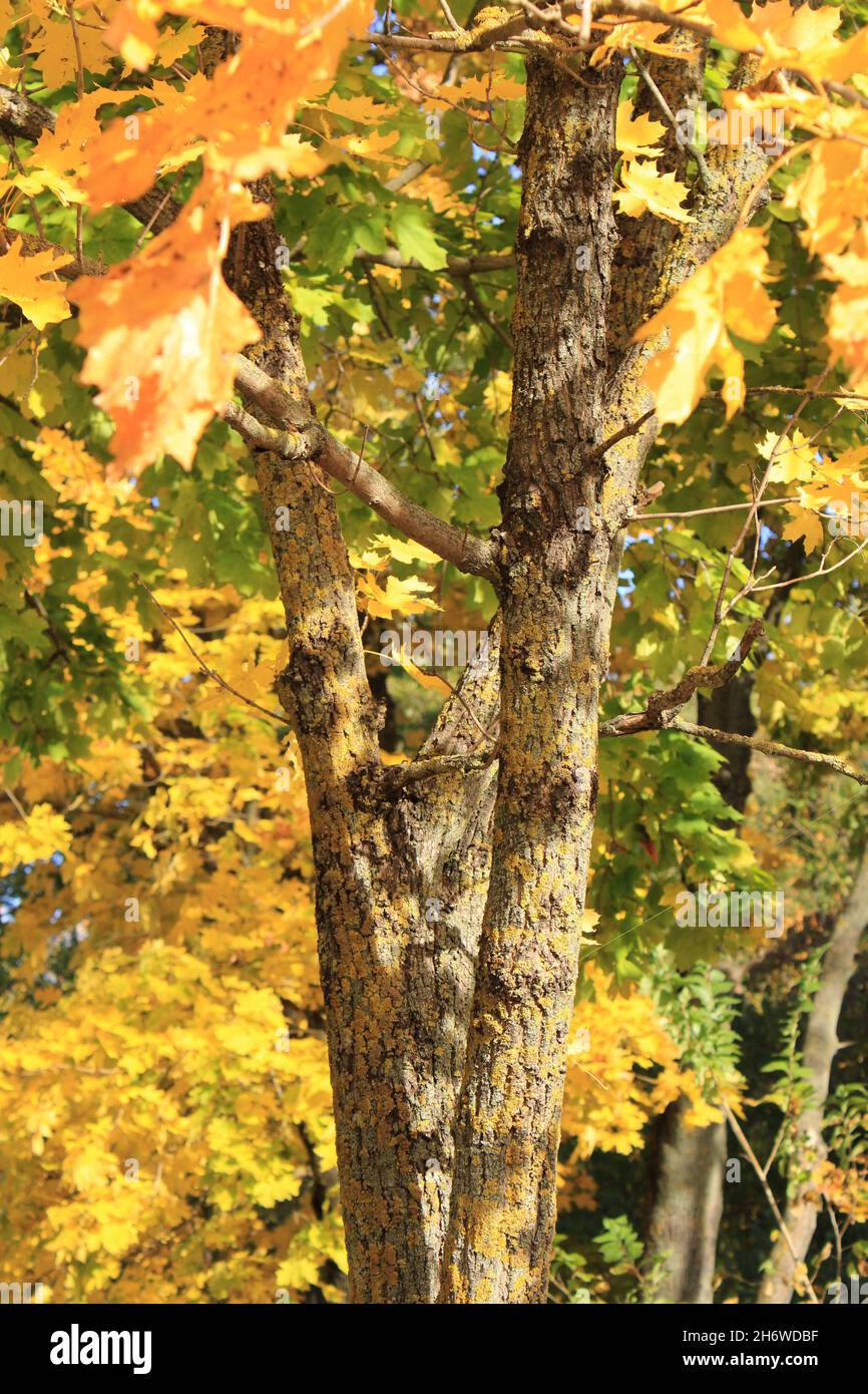 the stem of a tree with yellow leaves in autumn. Environment Stock Photo