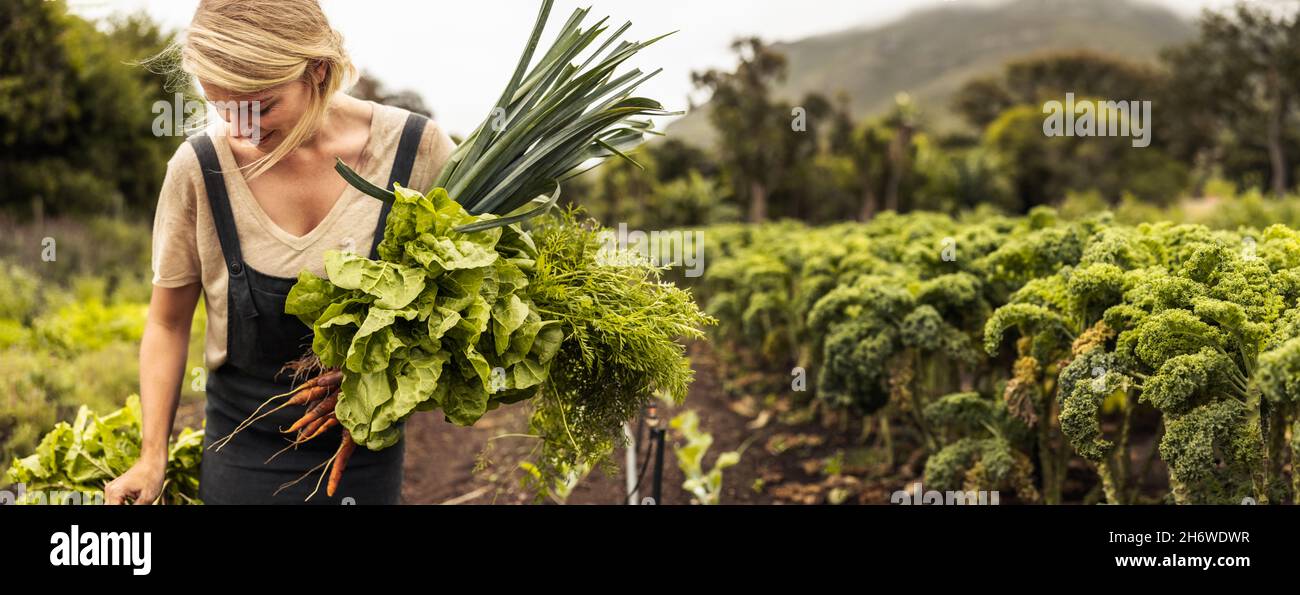 Happy organic farmer holding freshly picked vegetables in an ...