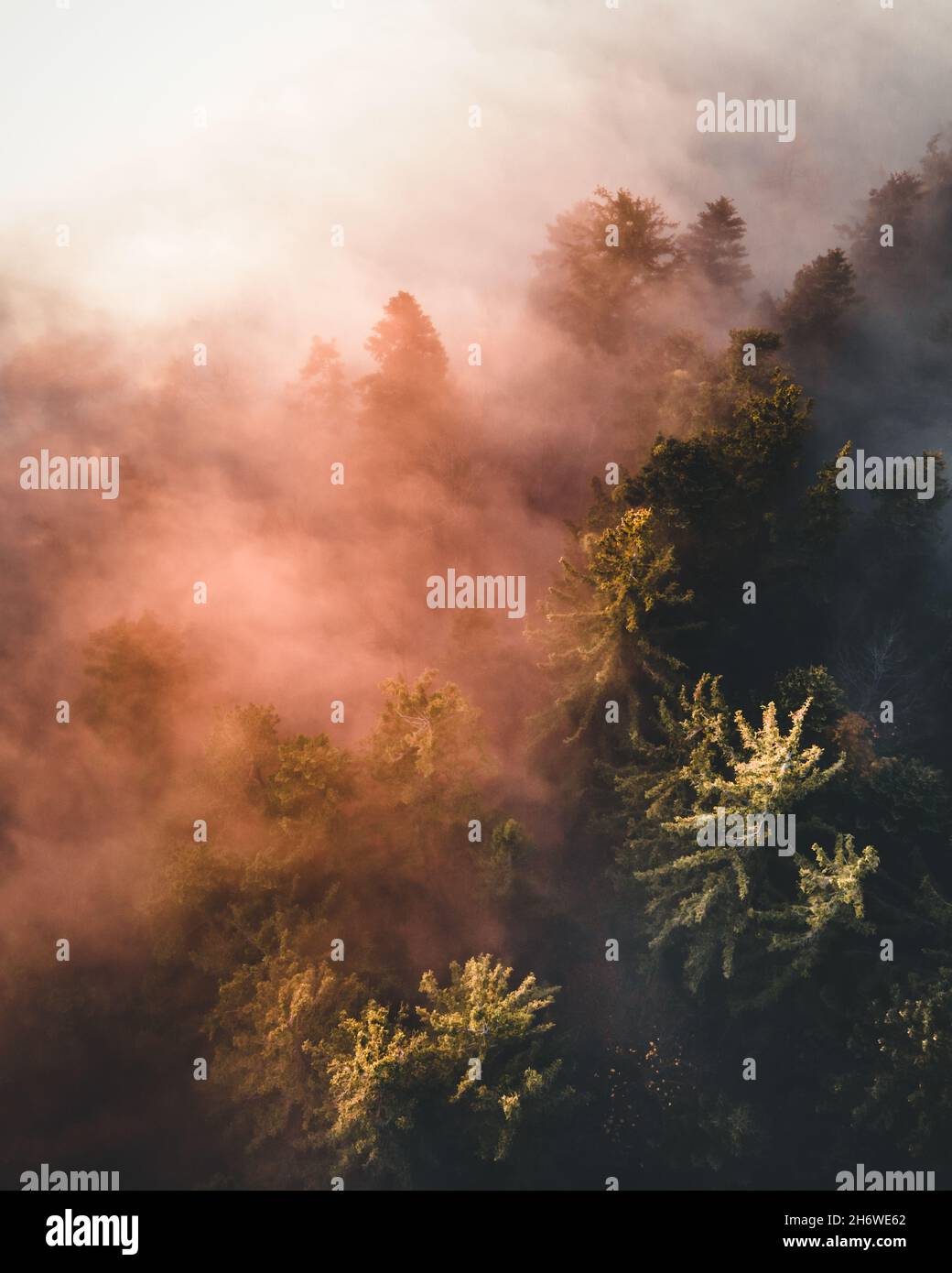 Calm moody forest in misty fog in the morning Stock Photo - Alamy
