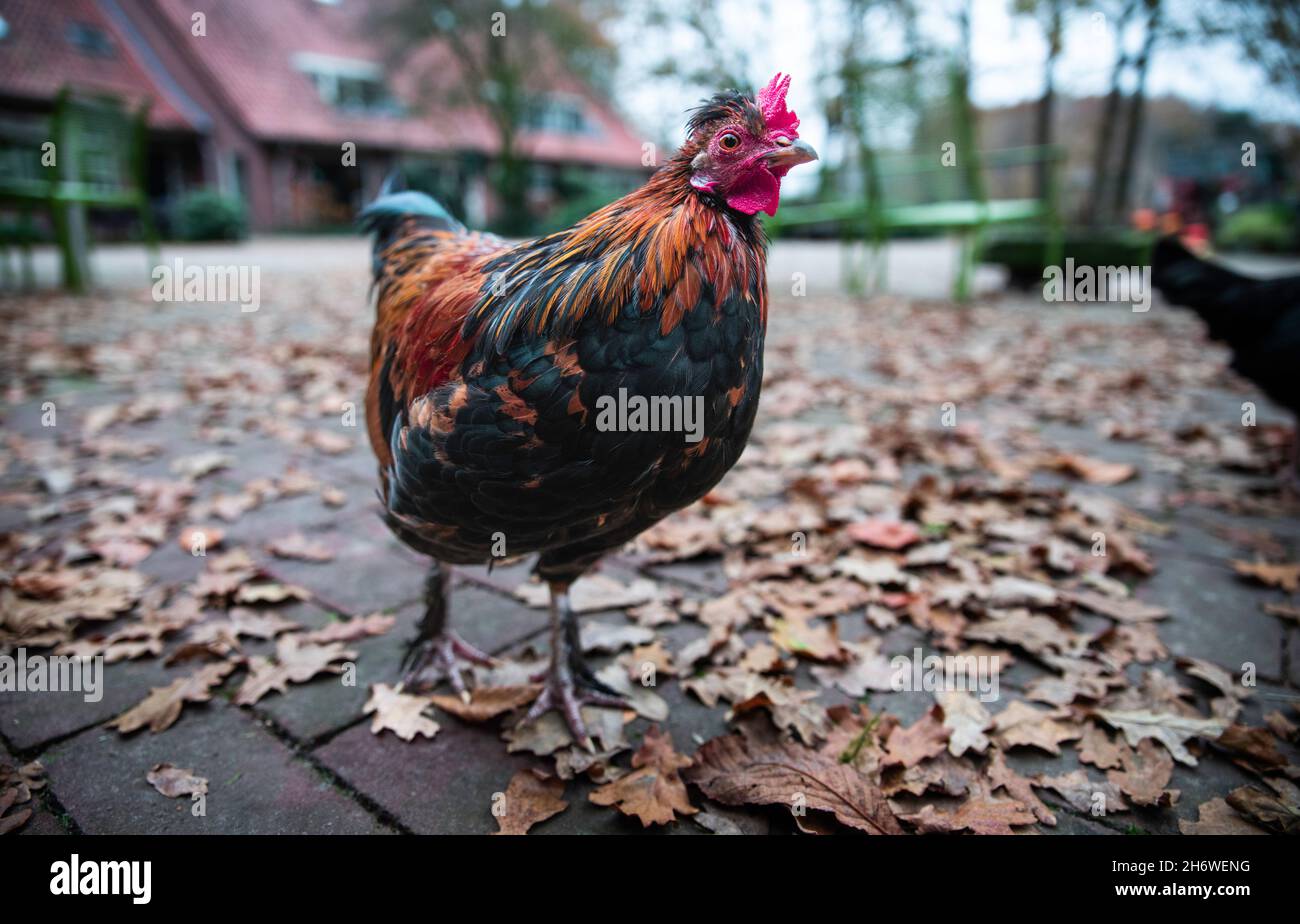 a chicken bird on a street during autum Stock Photo