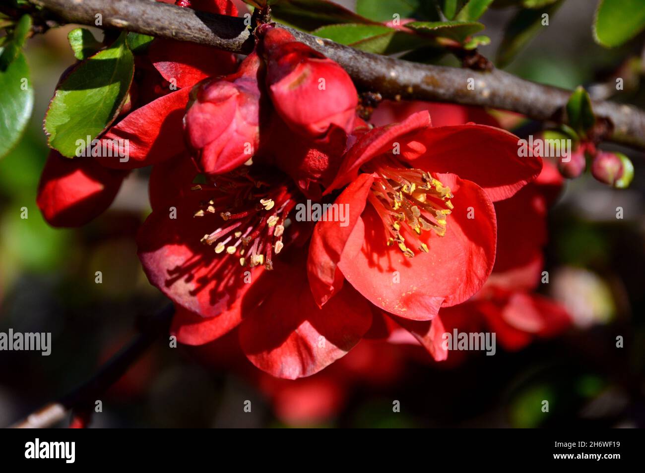 Red Chaenomeles x Superba 'Texas Scarlet' (Japanese Quince) Flowers grown in a Border at RHS Garden Harlow Carr, Harrogate, Yorkshire. England, UK. Stock Photo