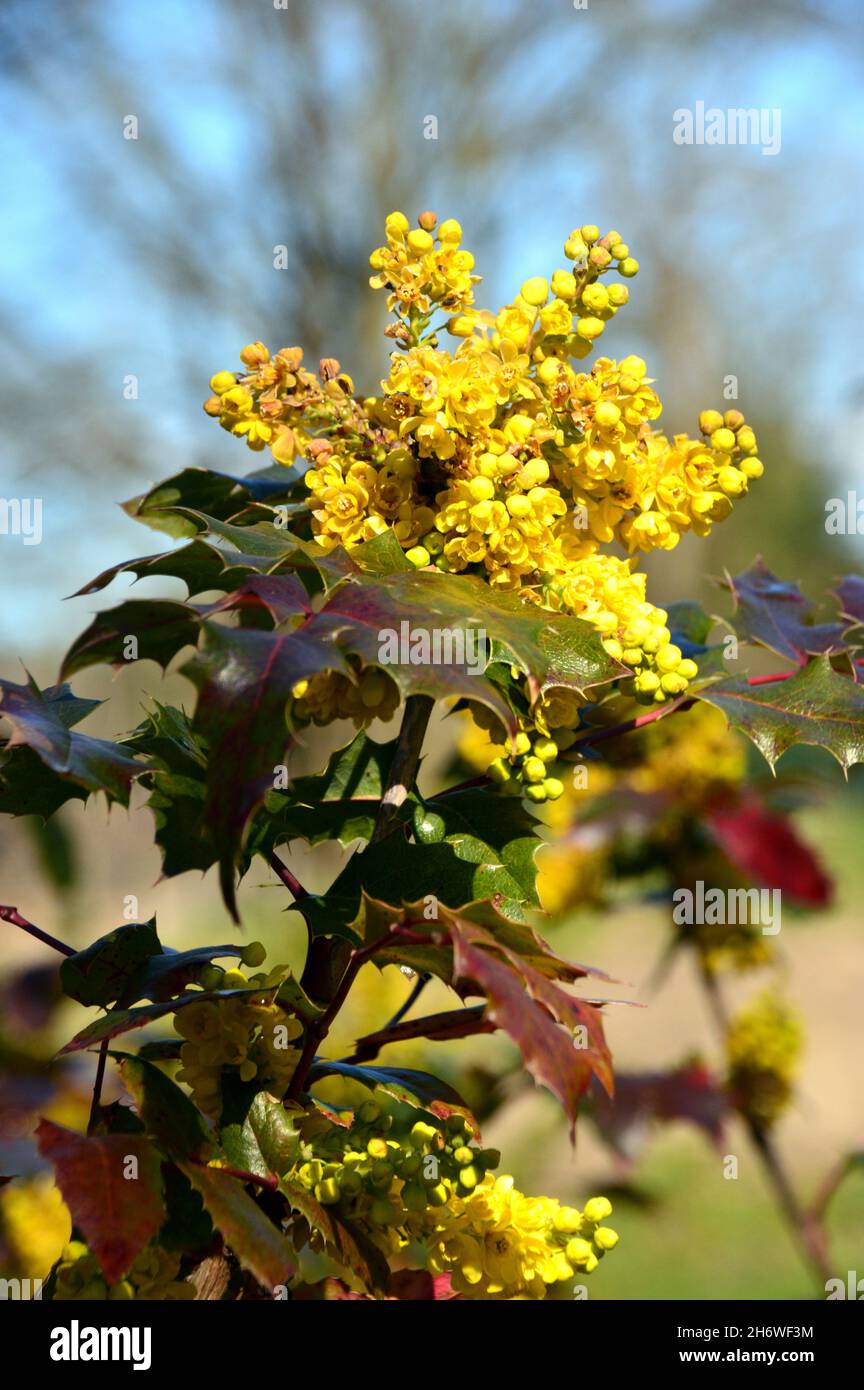 Yellow Clusters of Mahonia x Wagneri 'Pinnacle' (Oregon Grape) Flowers grown in a Border at RHS Garden Harlow Carr, Harrogate, Yorkshire. England, UK. Stock Photo