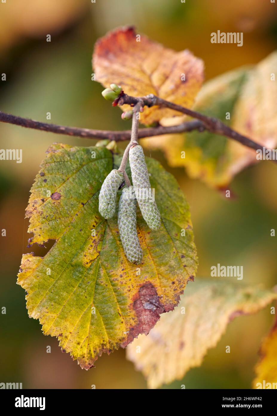 Autumnal Hazel leaf with male catkins and female flower buds in November.   Hurst Meadows, East Molesey, Surrey, England. Stock Photo