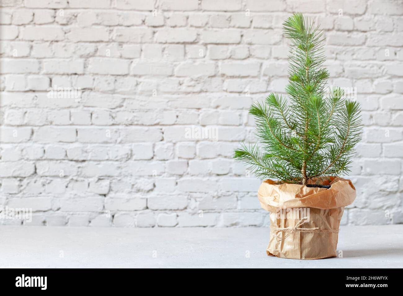 small Christmas tree on the brick wall background, copy space, minimalism style, zero waste concept Stock Photo