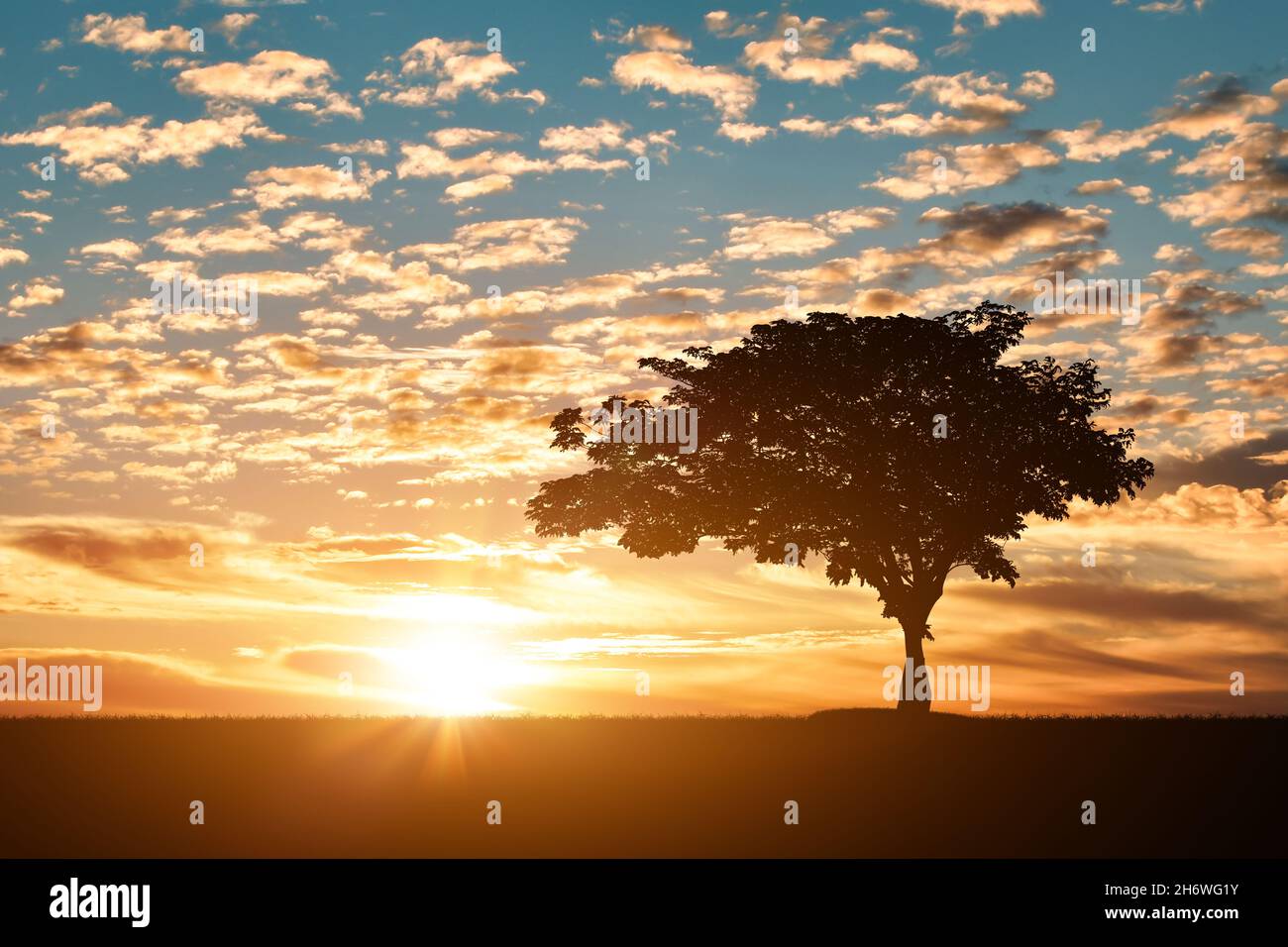 Silhouette of tree on grass field at sunset or sunrise background Stock ...