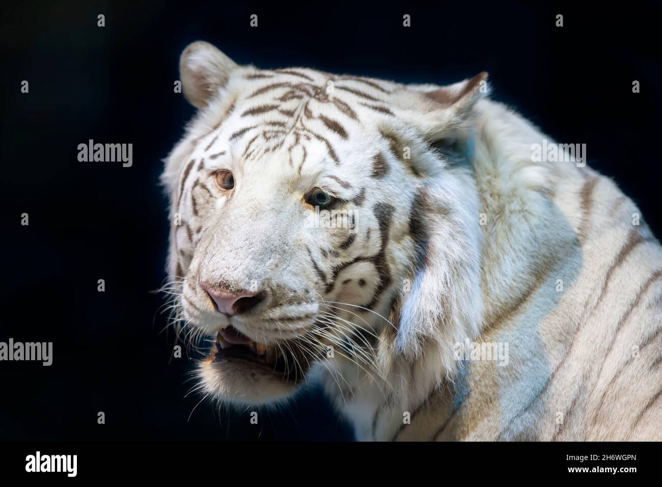 White tiger close up hires stock photography and images Alamy