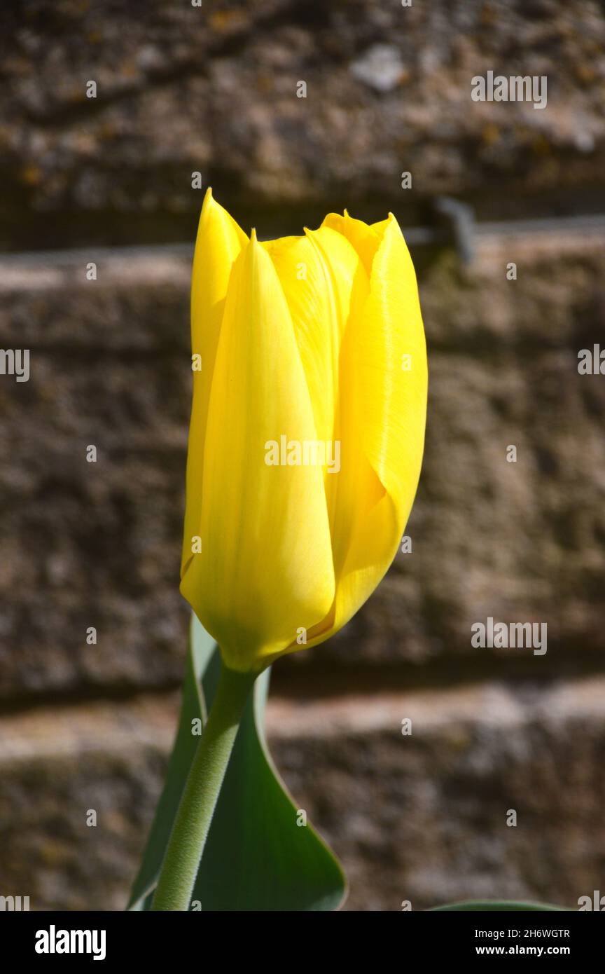 Single Tulip (Tulipa) 'Yellow Emperor' Flowers grown at RHS Garden Harlow Carr, Harrogate, Yorkshire, England, UK. Stock Photo