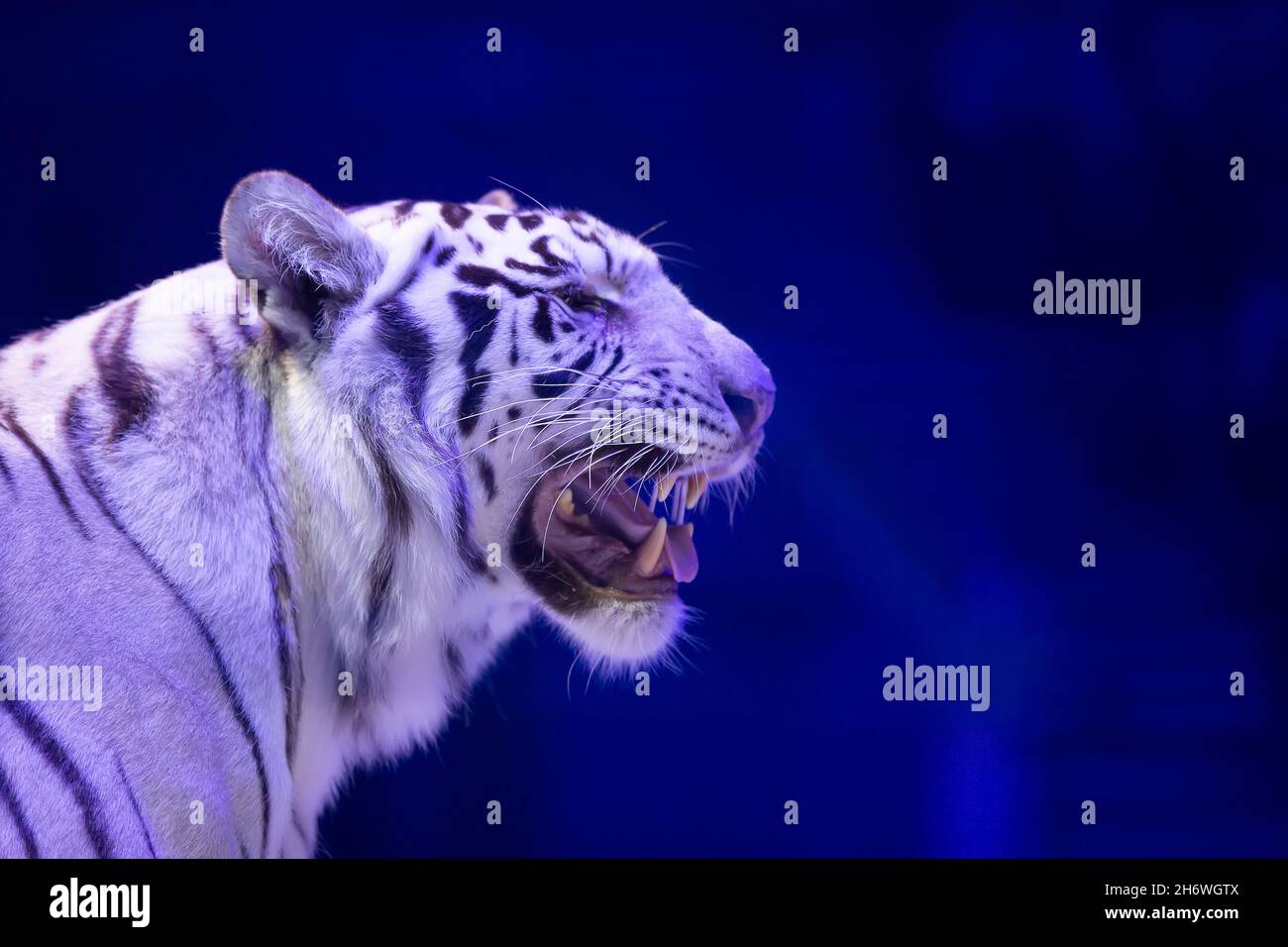 White tiger closeup on a dark background Stock Photo Alamy