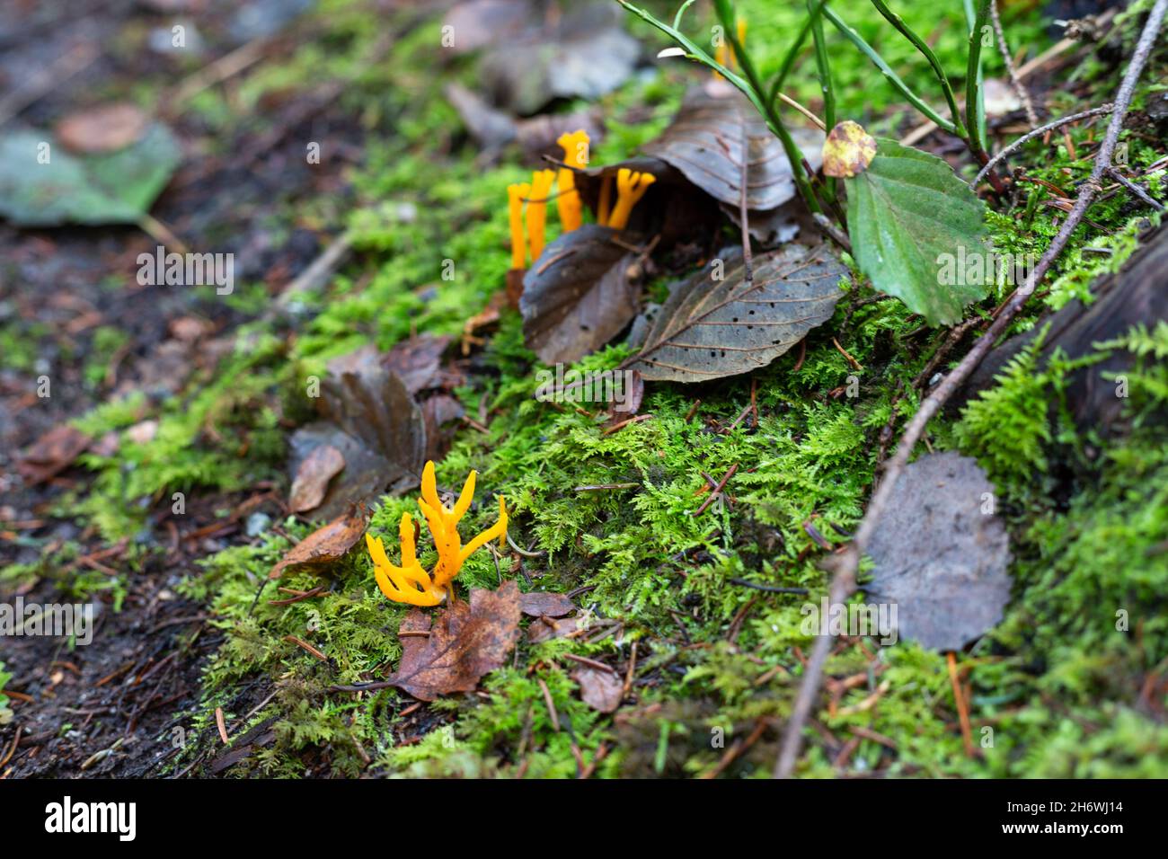 Yellow coral fungi in the forest. Ramaria flava fungus Stock Photo