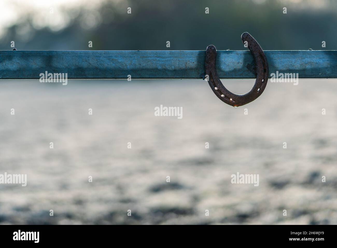 One rusty horseshoe hanging on a metal pasture gate on sunny winter morning. Symbol of good luck, lucky charm in equestrian sports and horse husbandry. Stock Photo