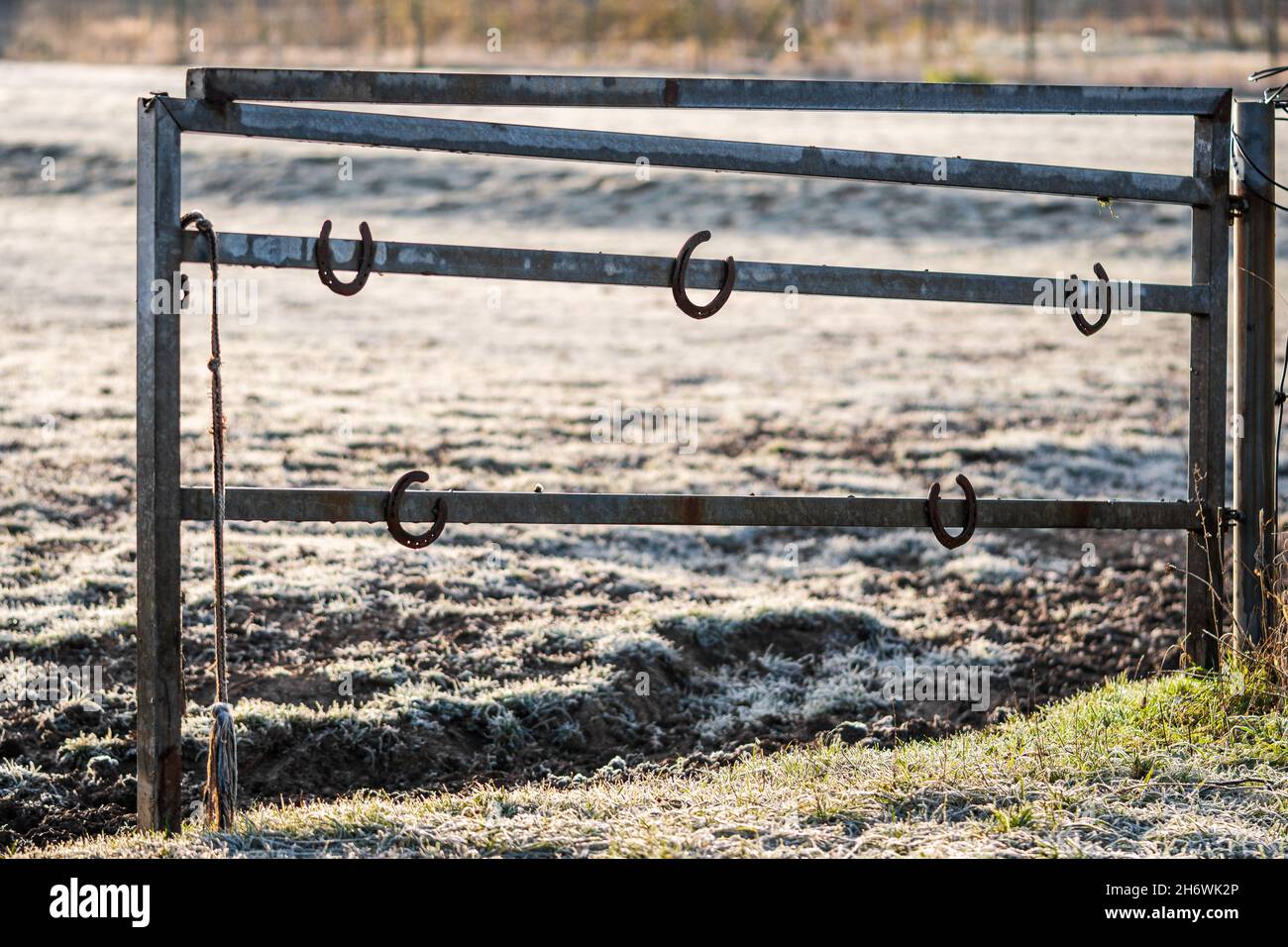 Horseshoes hanging on a metal pasture gate on a sunny winter morning. Symbol of good luck, lucky charm in equestrian sports and horse husbandry. Stock Photo