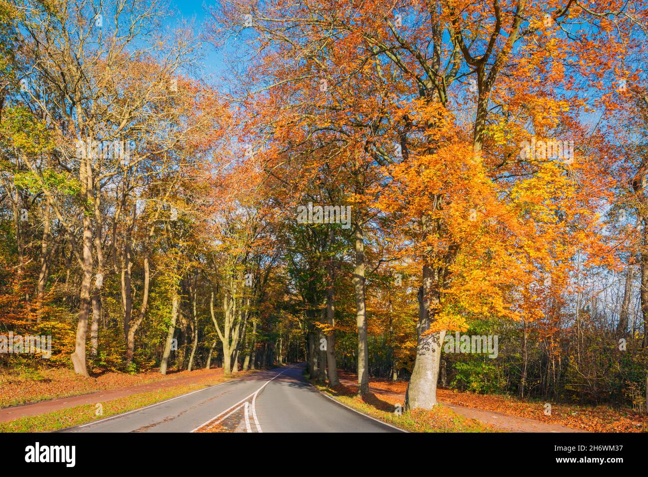 Dutch Forest Road in Autumn Stock Photo