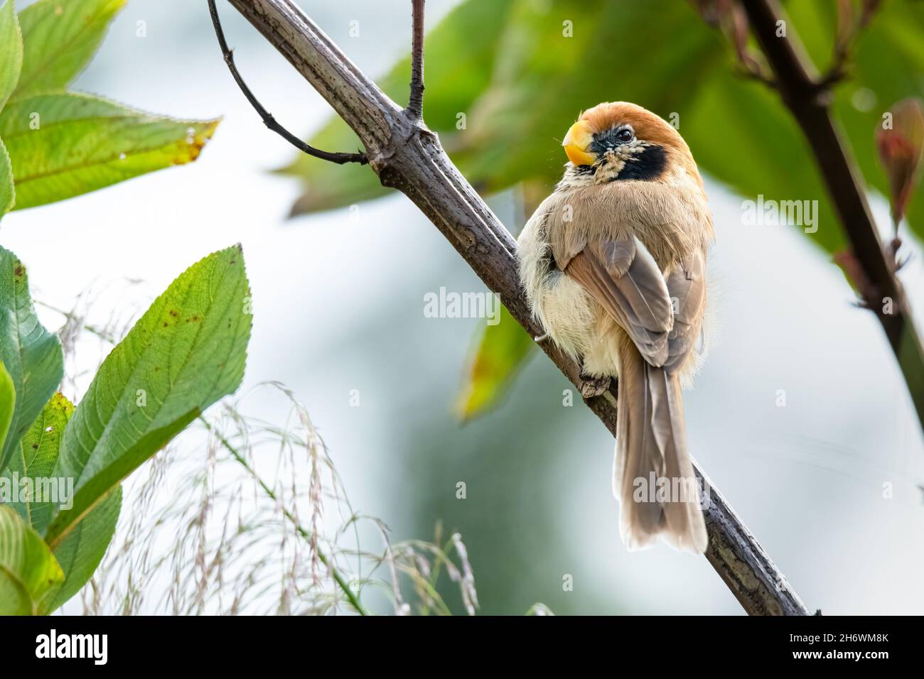 Spot-breasted Parrotbill on tree branch looking into a distance Stock Photo
