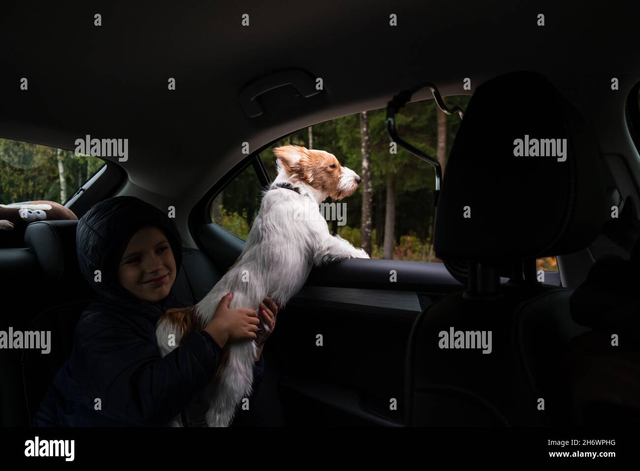 Dog travel by car. Jack Russell Terrier looking from window of family car. Concept travel with pets. Stock Photo