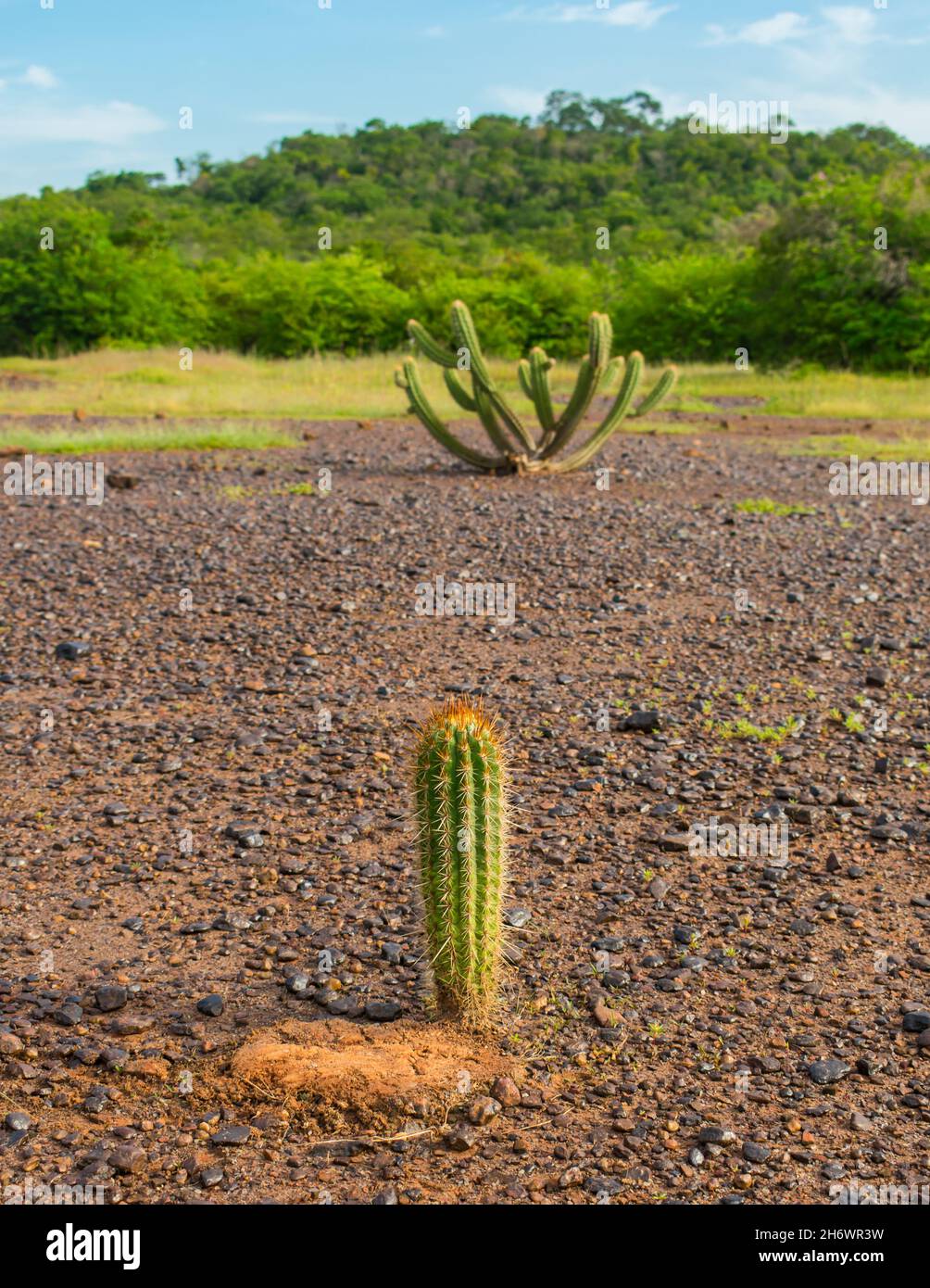 Xique xique cactus (Pilosocereus gounellei) and sertao/caatinga