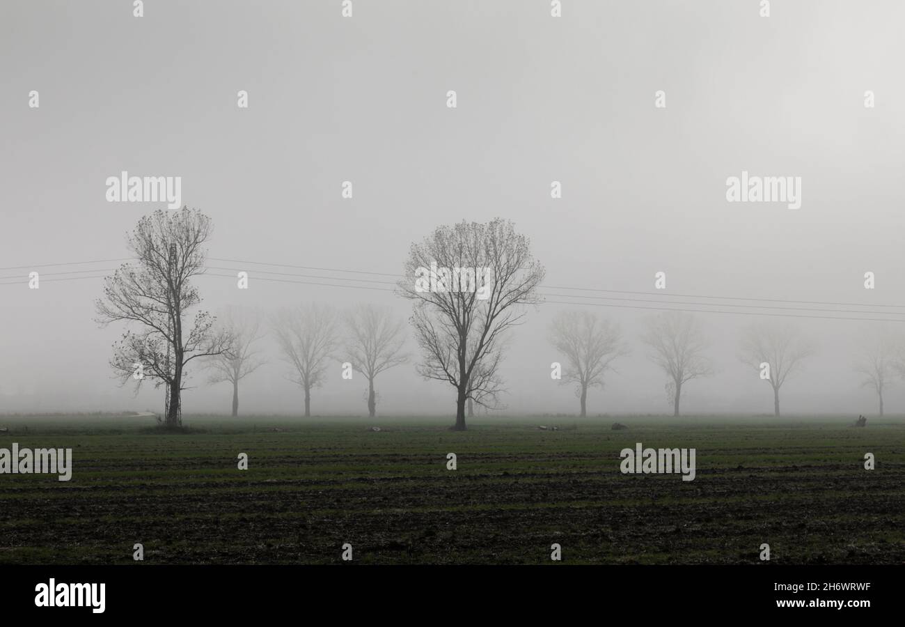 Trees in the Mist in the Umbrian valley. Stock Photo