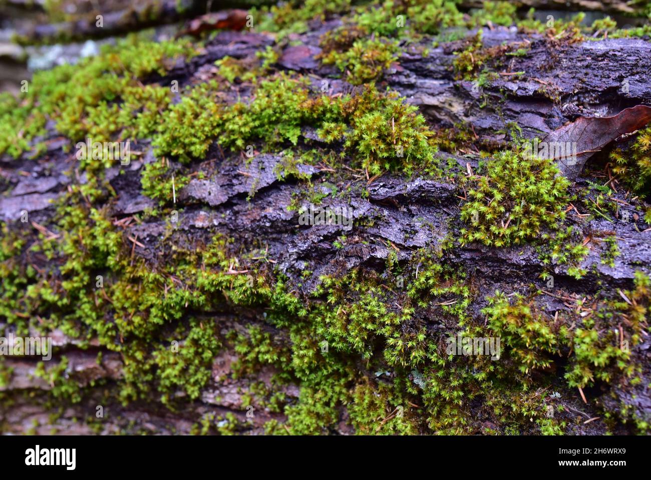 The bark of an old tree is covered with green moss Stock Photo - Alamy