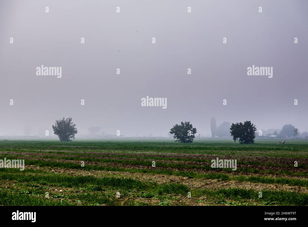 Trees in the Mist in the Umbrian valley. Stock Photo