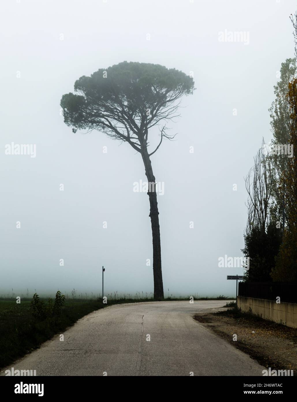 A single Stone Pine tree by a road near Montefalco in the misty Umbrian valley. Stock Photo