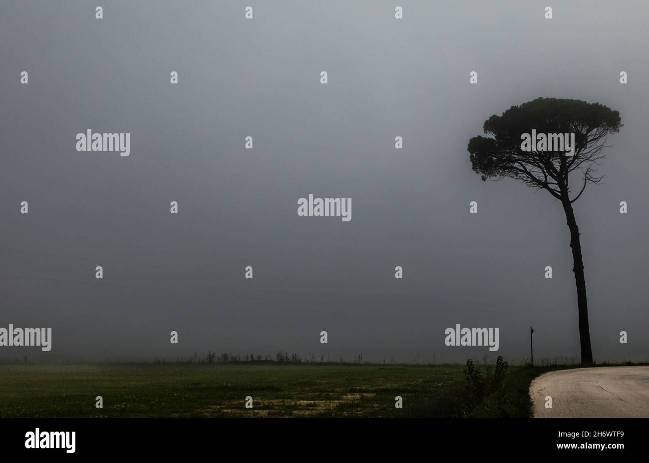 A single Stone Pine tree by a road near Montefalco in the misty Umbrian valley. Stock Photo
