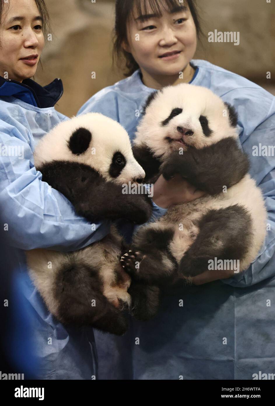 Animal keepers pose with newborn twin baby pandas before a naming ceremony at the Beauval Zoo, in Saint-Aignan-sur-Cher, France, November 18, 2021. REUTERS/Sarah Meyssonnier Stock Photo