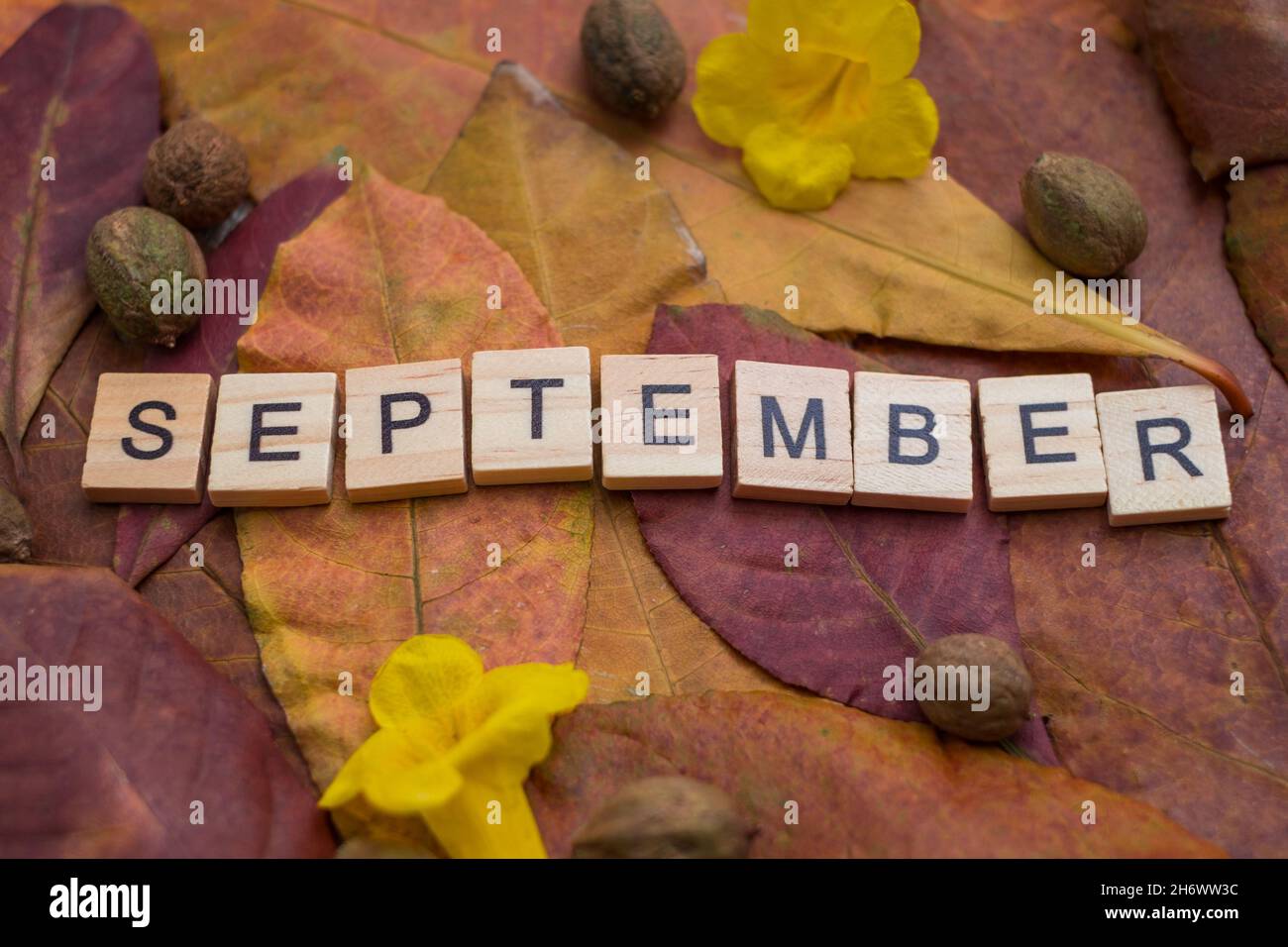 September letters with yellow and red leaves and fall fruits. Minimal flat lay creative concept. Autumn composition. Dried leaves on background.  Stock Photo