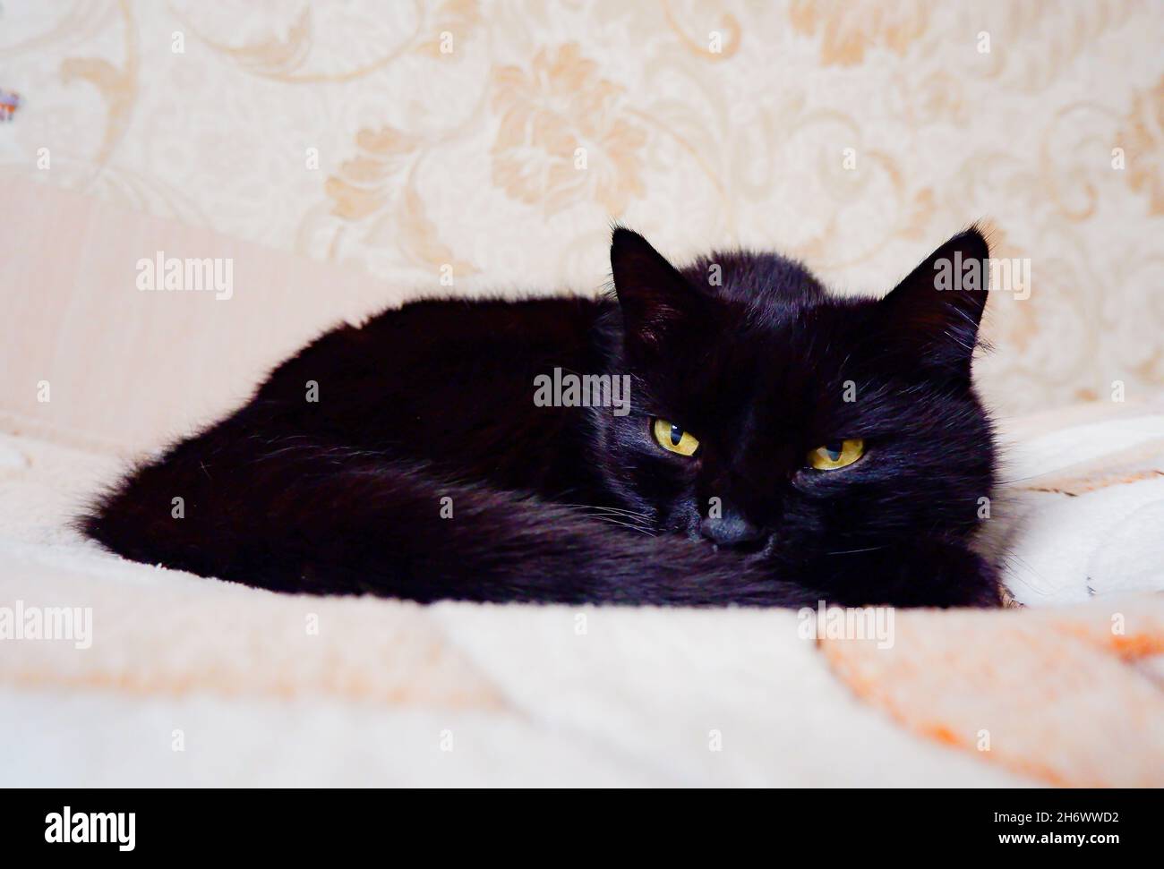the black cat is lying comfortably on the warm bedspread Stock Photo Alamy