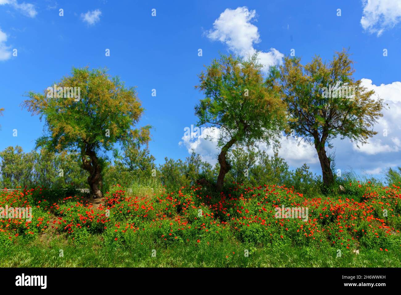 Growth of vegetation along the so-called 'murazzi' of the island of Pellestrina Stock Photo