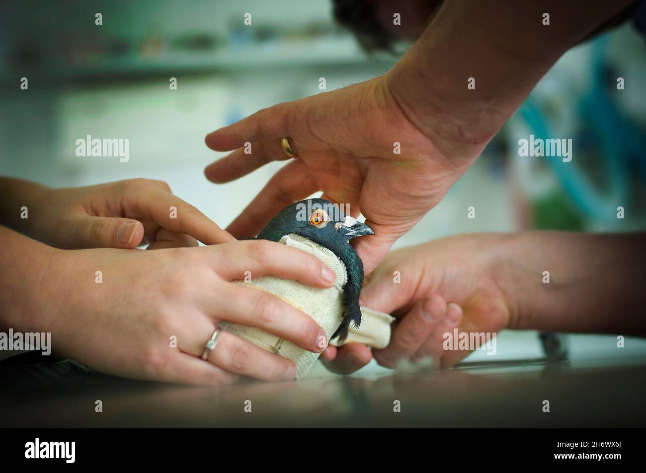 An injured pigeon receives treatment at a veterinary surgery in