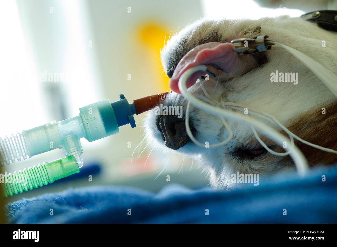 A pet dog under anaesthetic at a veterinary surgery in Nottingham