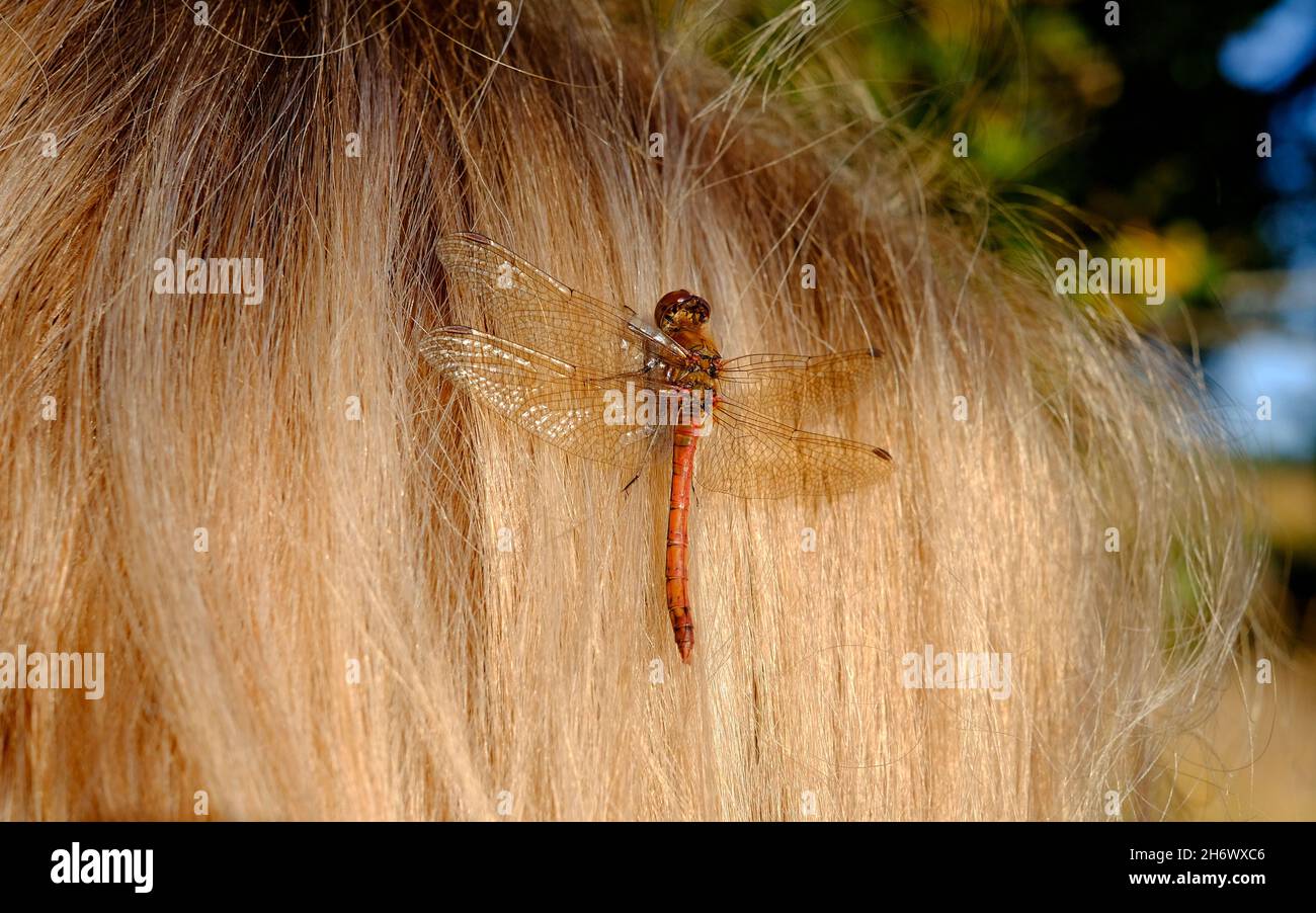 ruddy darter dragonfly on female human head, holkham nature reserve, north norfolk, england Stock Photo