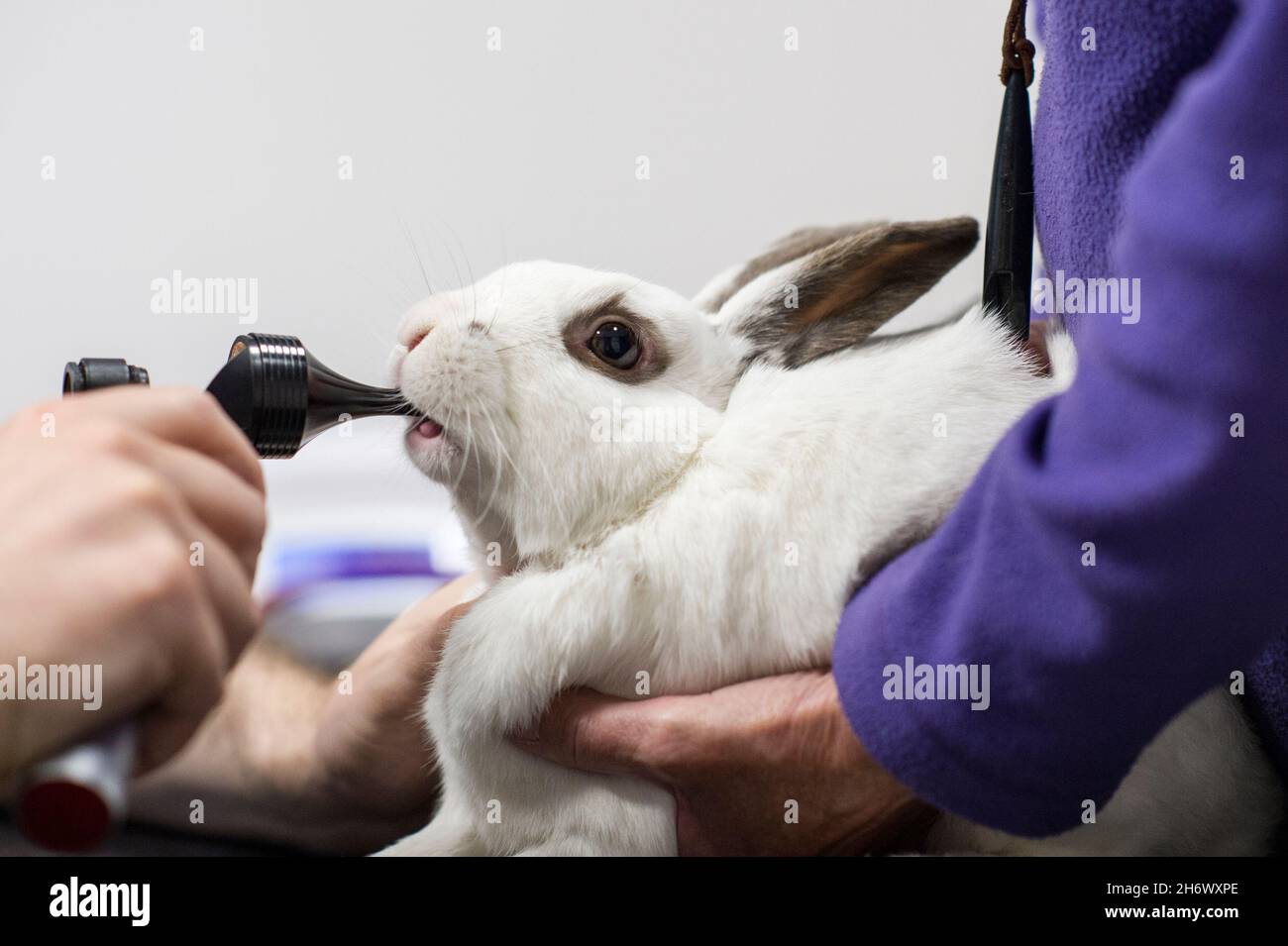 Veterinary consultation for a pet rabbit, Nottingham, England, UK Stock