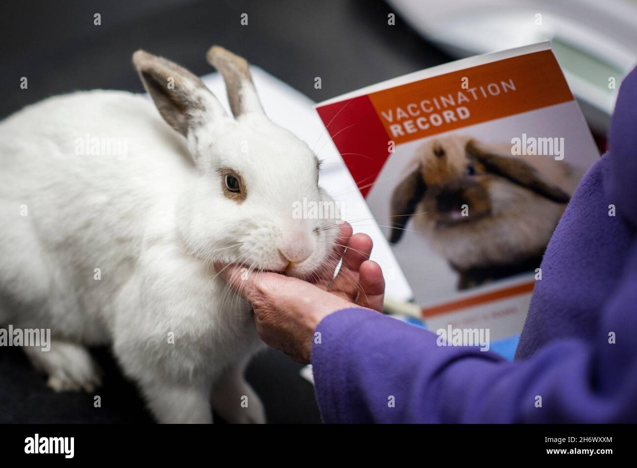 Pet rabbit during a veterinary consultation, Nottingham, England, UK