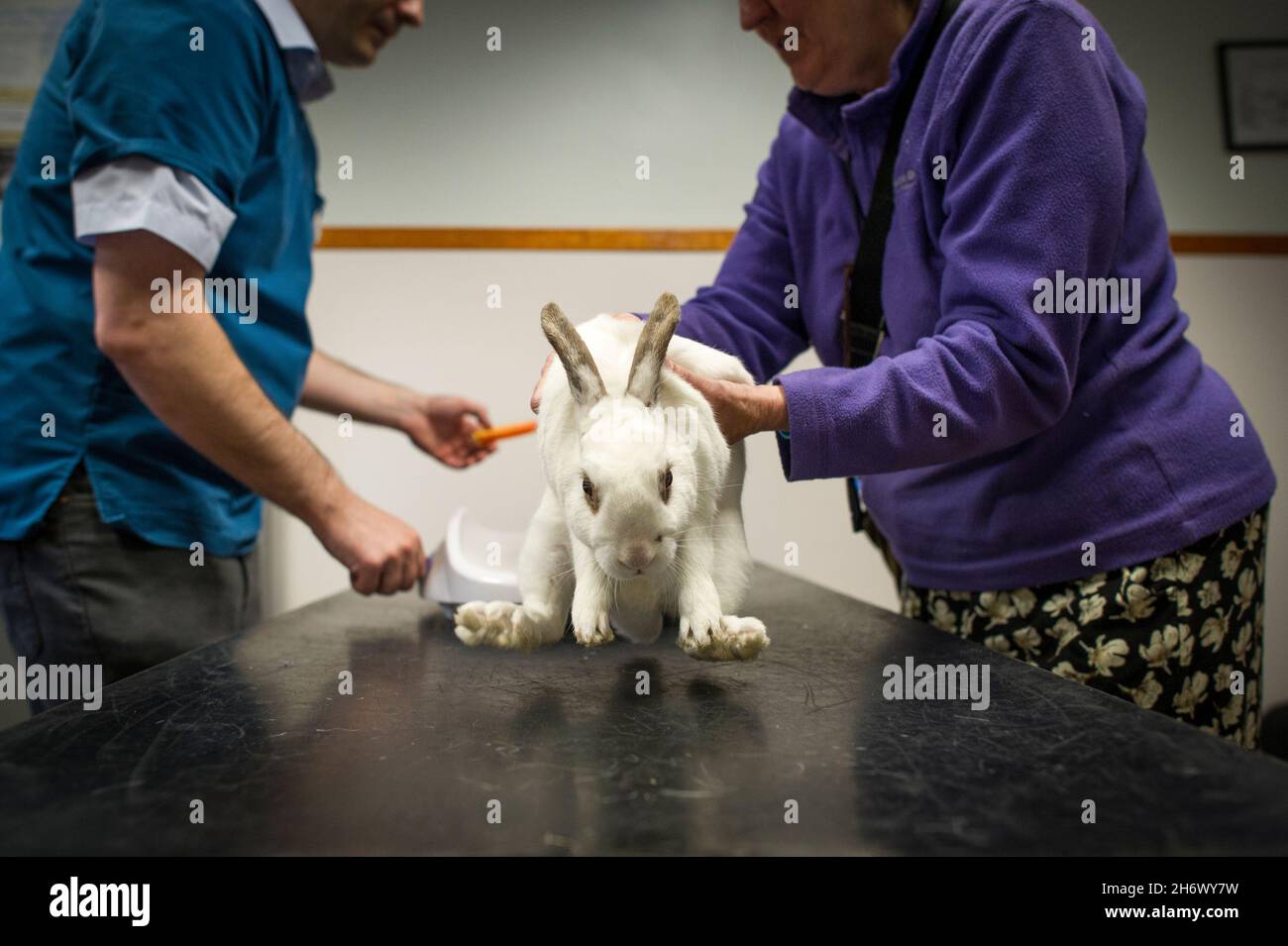 Pet rabbit being examined by a veterinary surgeon during a consultation