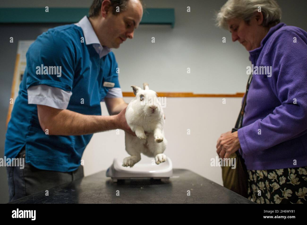 Vet surgery hires stock photography and images Alamy