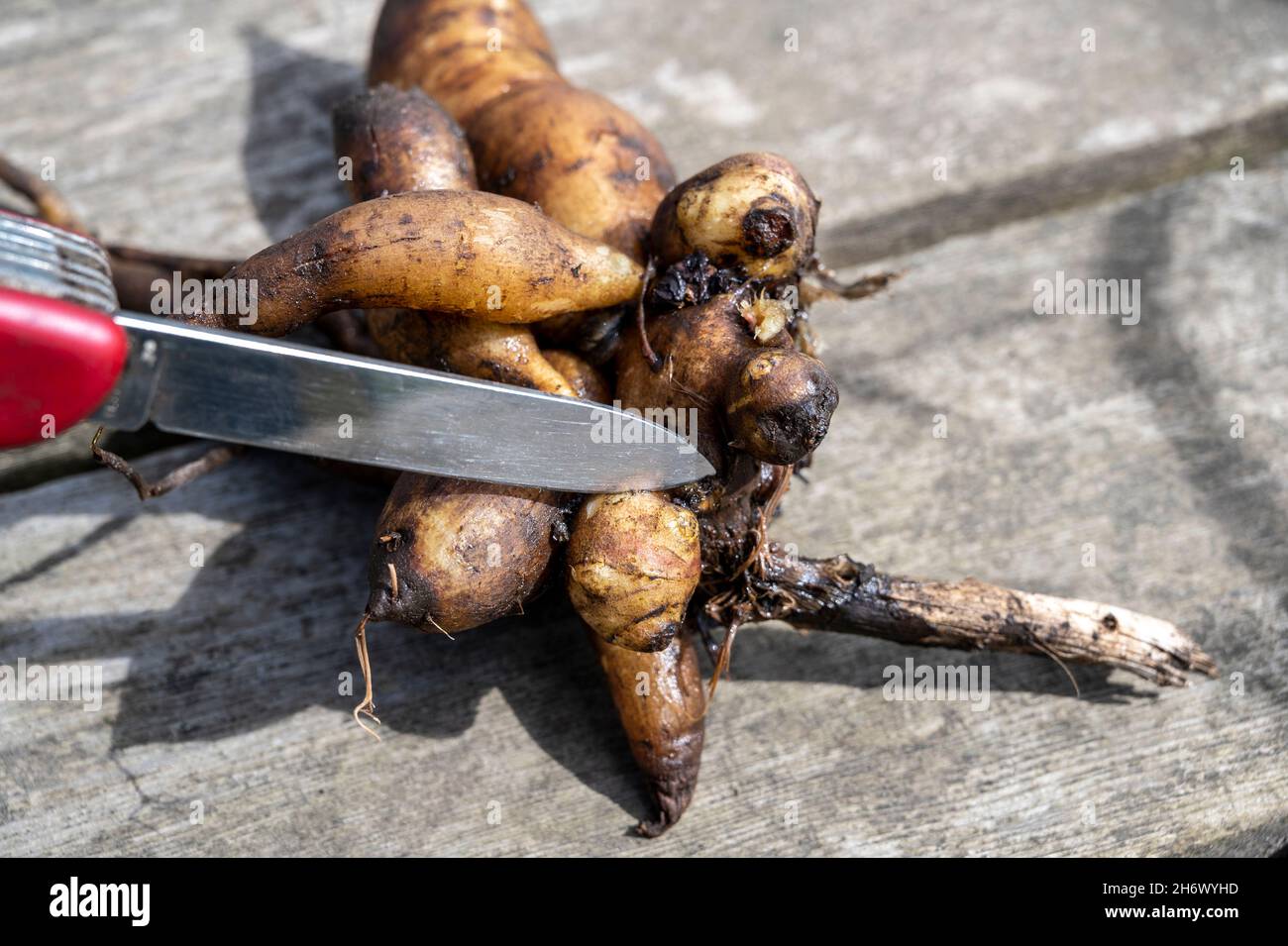 How to propagate Yacon /smallanthus sonchifolius, by cutting out