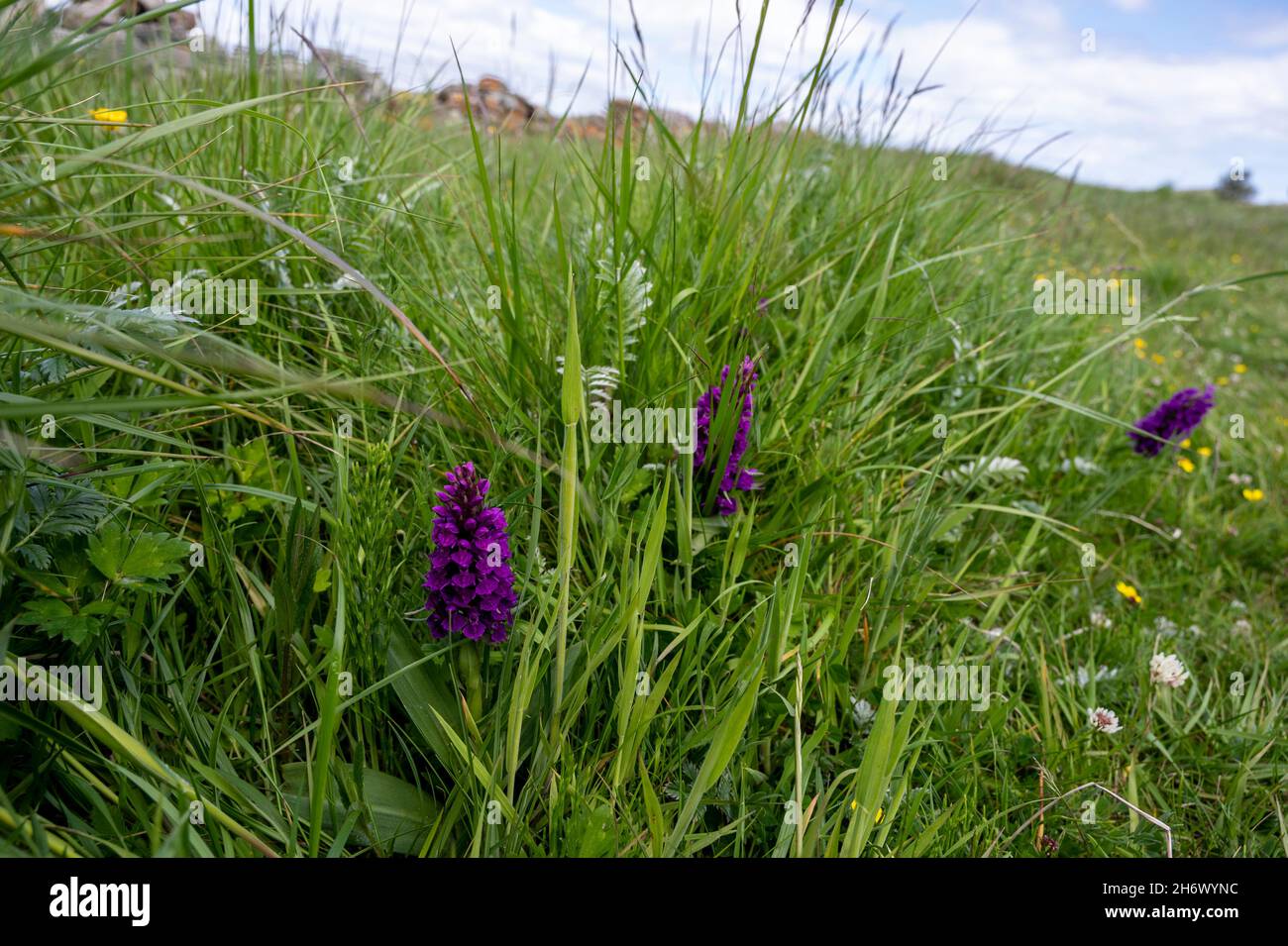 Early Purple orchids, papaver orchis, growing naturally on Lindisfarne, Holy Island, UK Stock Photo
