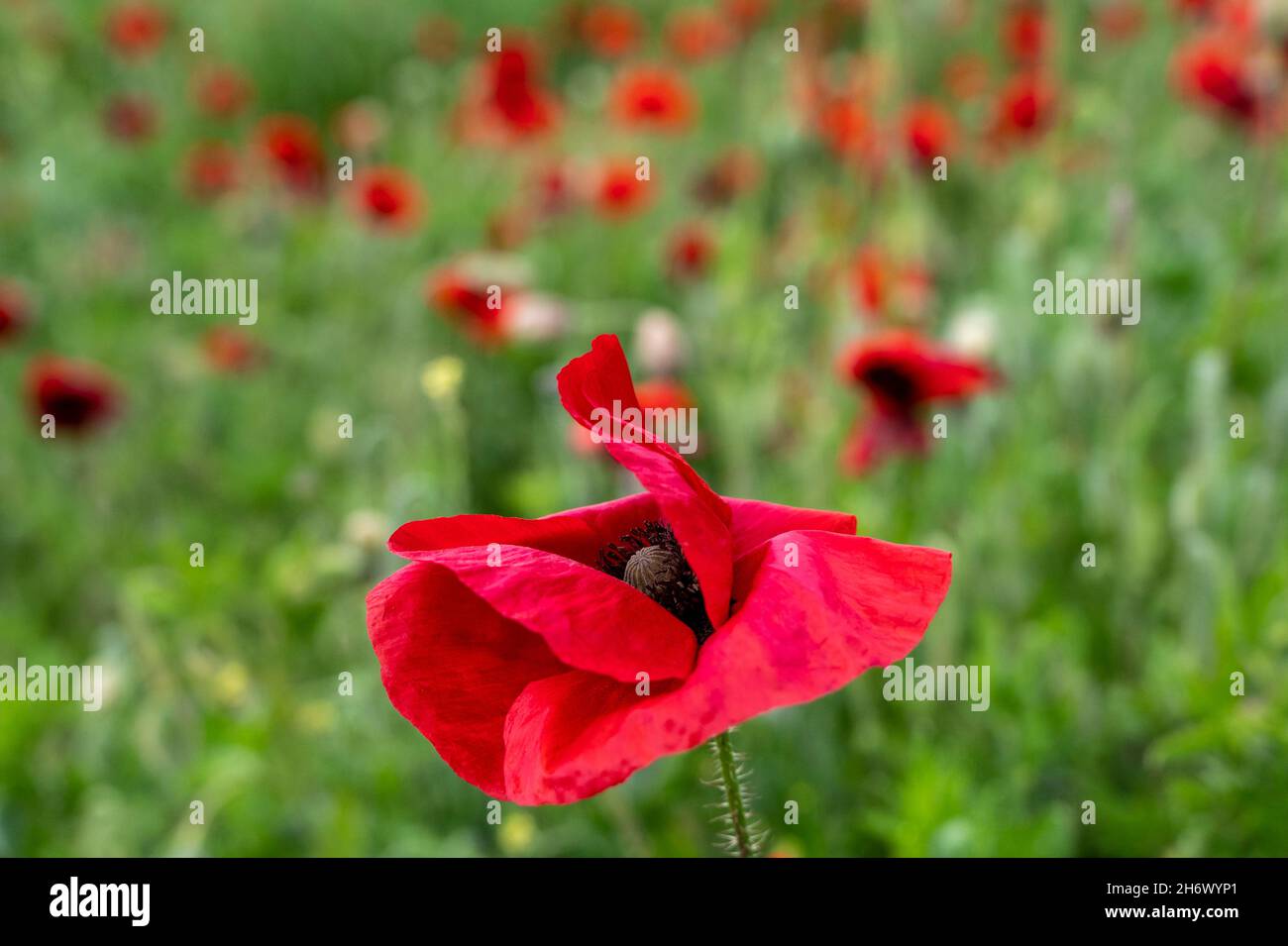 A red poppy, papaver rhoeas, in the foreground with more poppies behind. Stock Photo