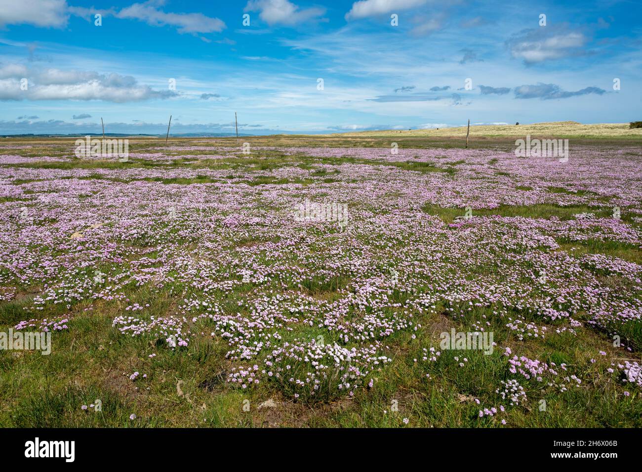 Swathes of sea pinks/ armeria maritima, along the pilgrimage route of St Cuthberts Way between Lindisfarne, Holy Island, and the mainland. Stock Photo