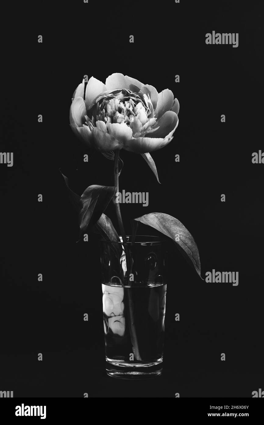 Peony in glass vase on black background. Black and white photo. Floral card, poster design. Selective focus Stock Photo