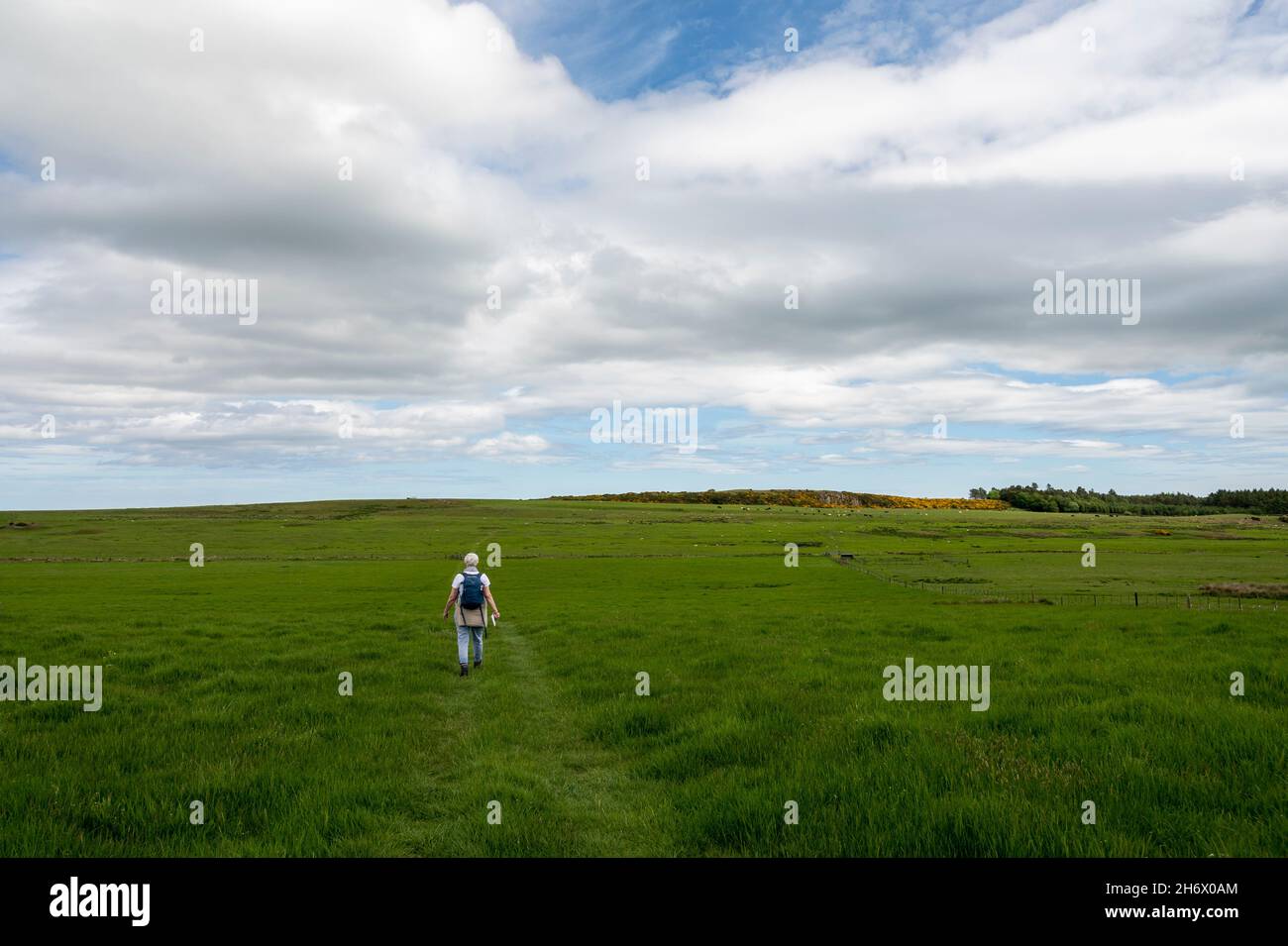 A hiker on the St Cuthbert's pilgrimage route crossing open countryside. Stock Photo