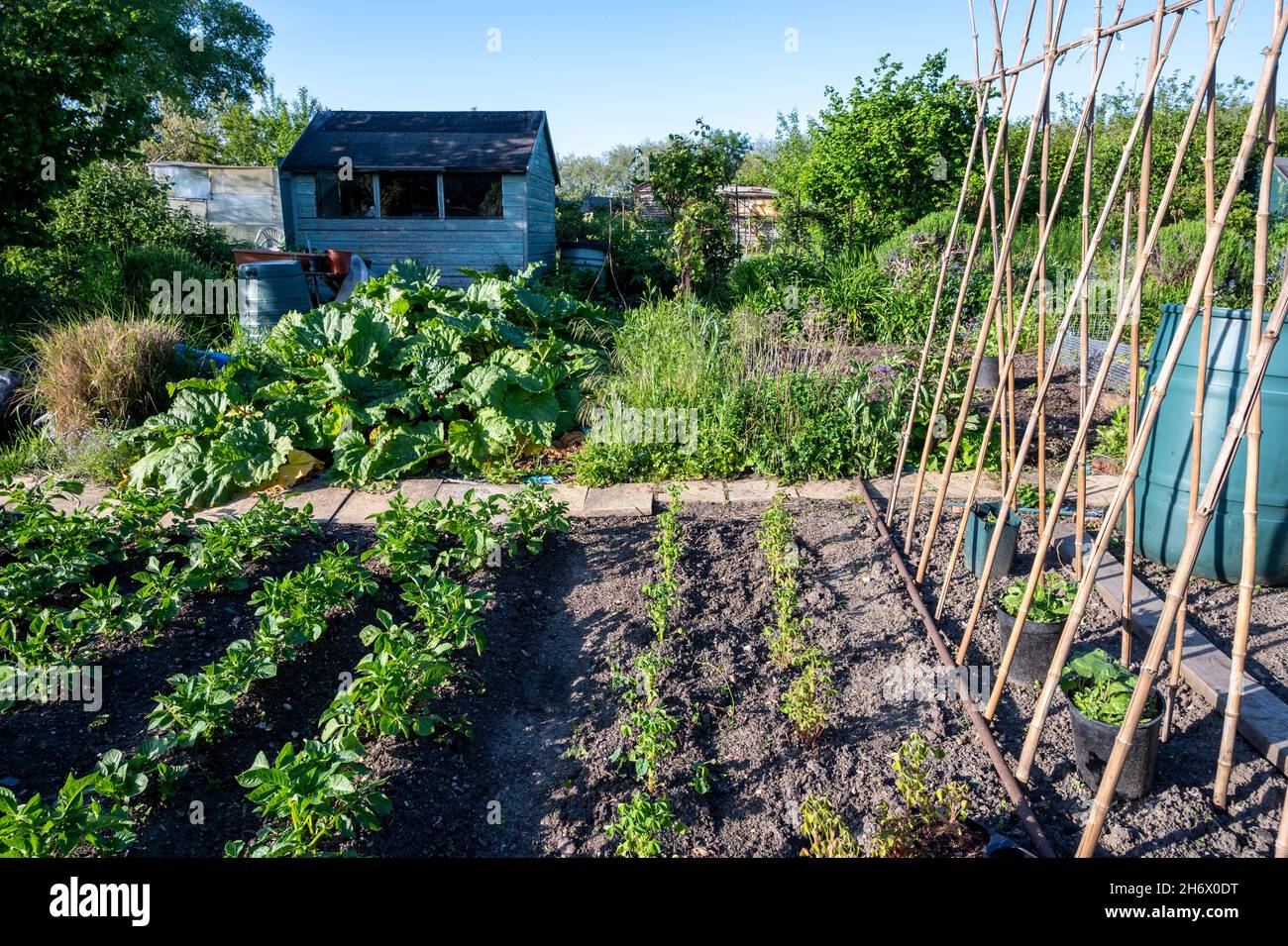 Neat rows of potatoes, yams and runner beans growing on an allotment in London in spring time. Stock Photo