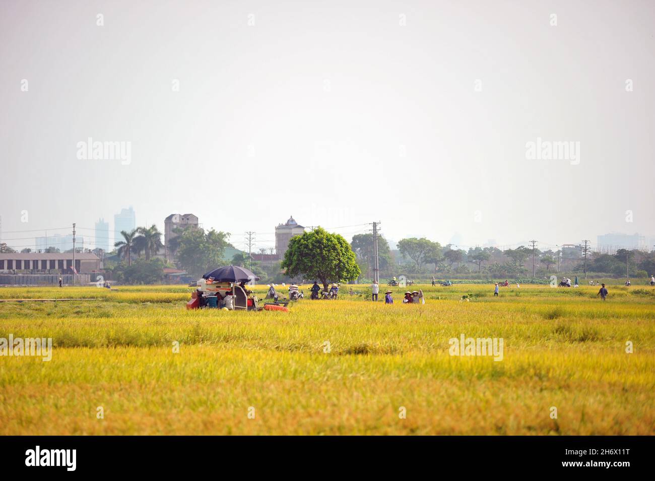 Rice field harvest, beautiful landscape of rice field Stock Photo