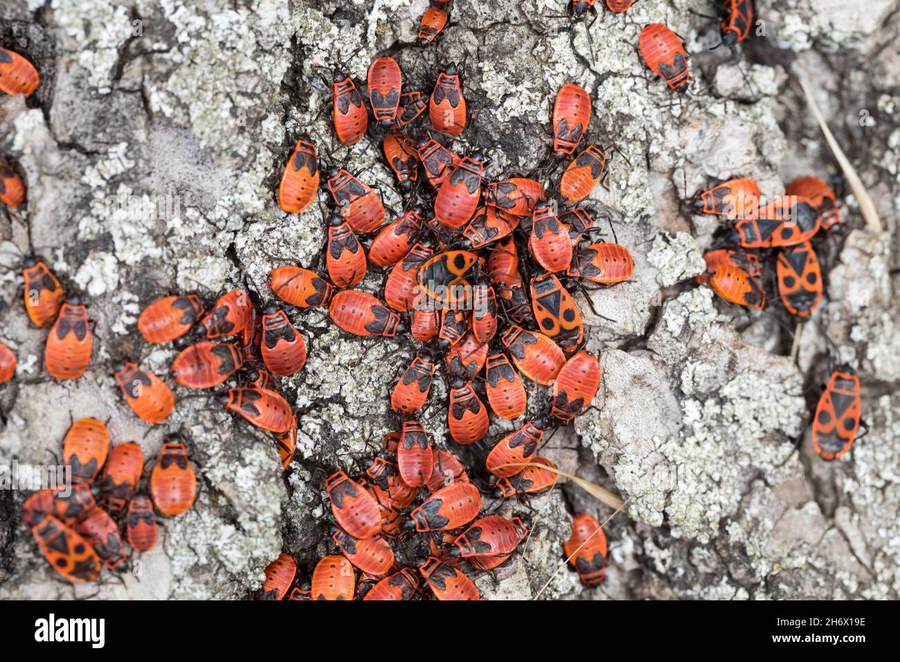 Gemeine Feuerwanze, Feuerwanze, Feuerwanzen, Adulte und Larve, Larven,  Nymphe, Nymphen, Feuer-Wanze, Pyrrhocoris apterus, firebug, firebugs,  larva, la Stock Photo - Alamy