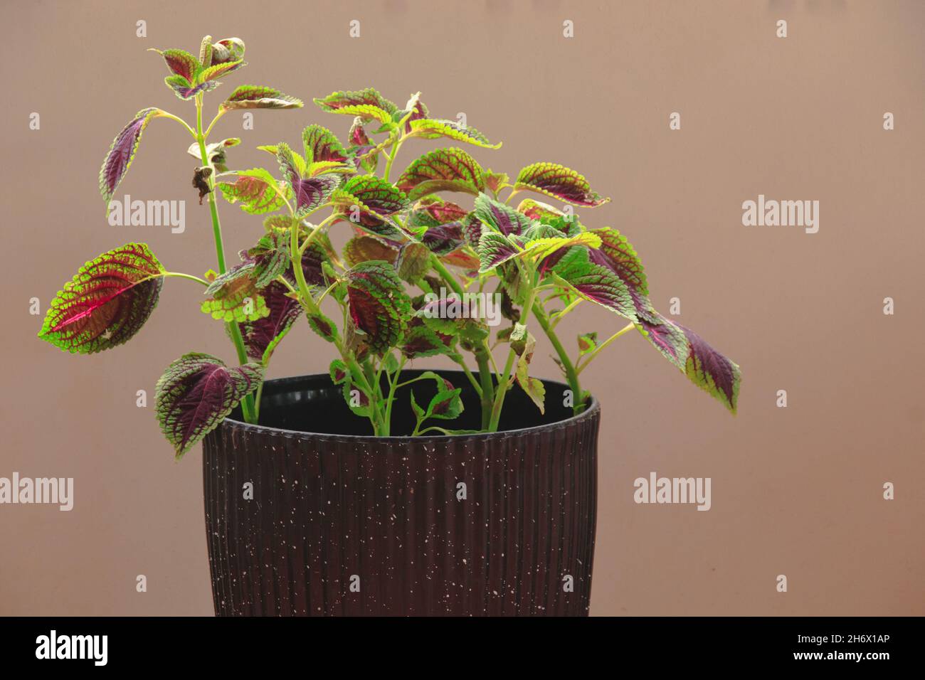 Coleus or Mayana (Coleus amboinicus) in a pot as herbal medicinal plant and a colorful houseplant for a relaxing home decor for Spring Stock Photo