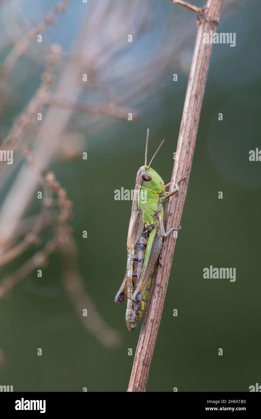 Gemeiner Grashüpfer, Grashüpfer, Weibchen, Pseudochorthippus parallelus ...