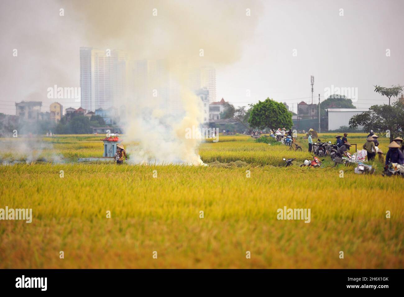 Rice field harvest, beautiful landscape of rice field Stock Photo