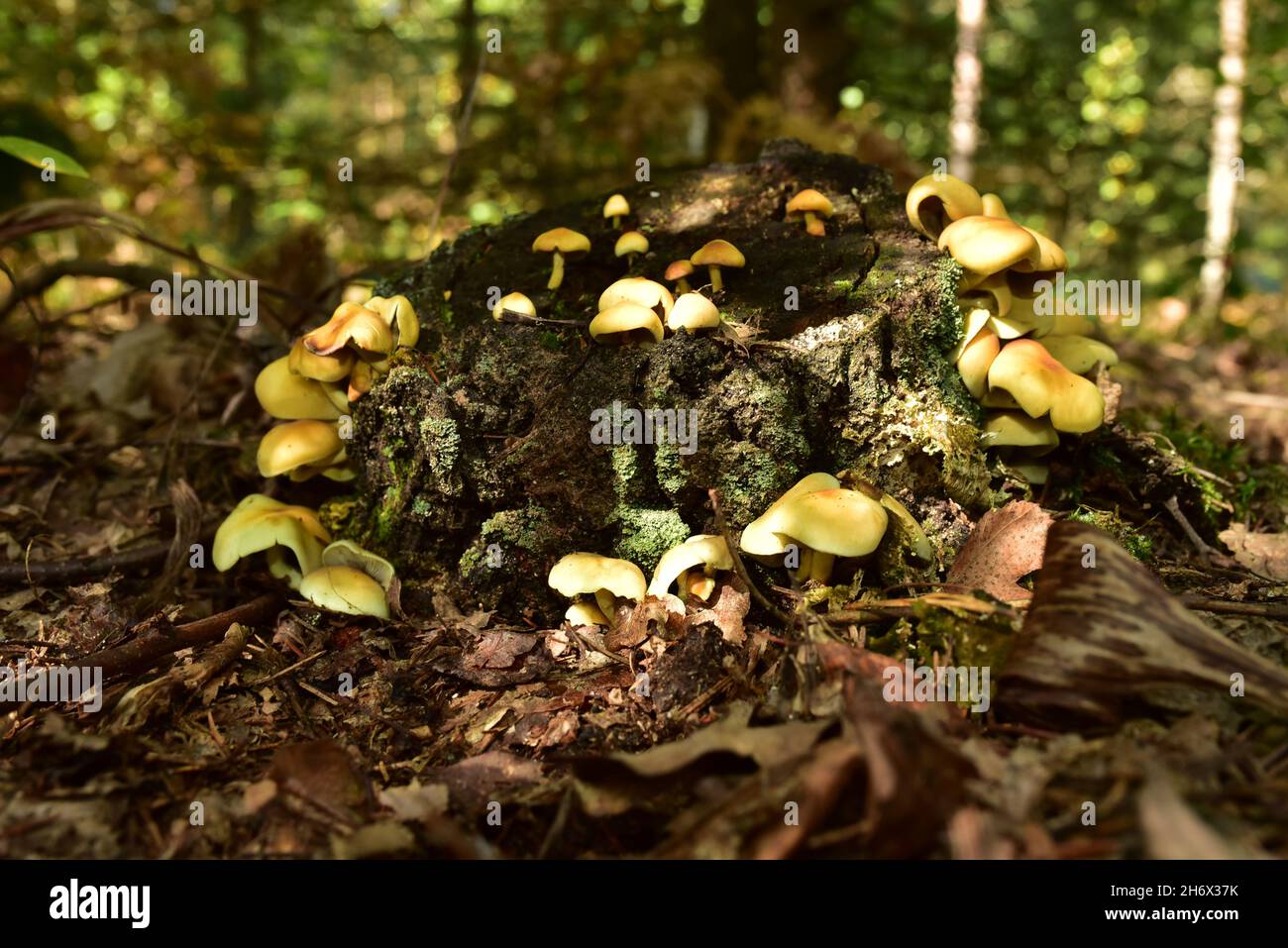 Many dangerous inedible mushrooms grow on a tree stump in a forest ...